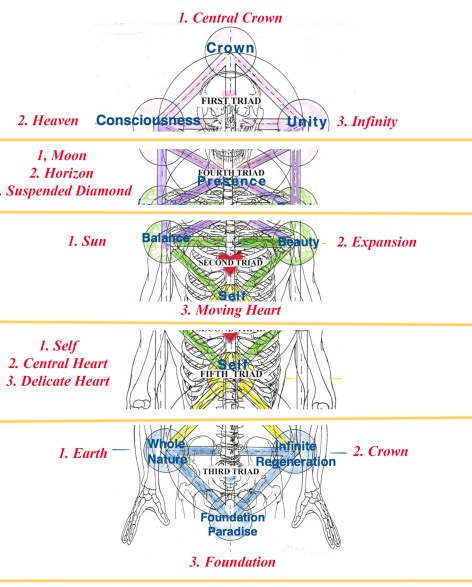 Connectins Associated with Triads 2