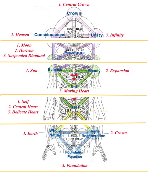 Connectins Associated with Triads 2