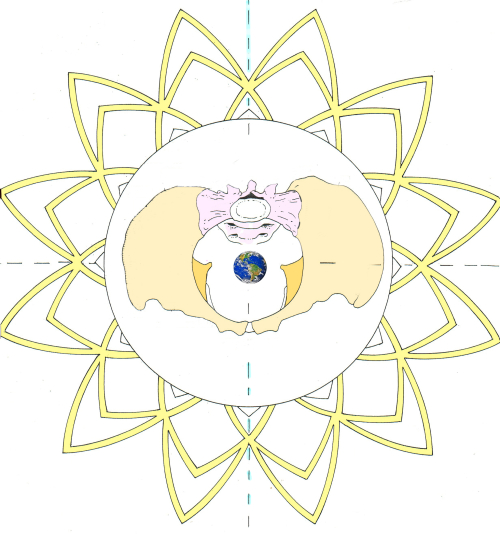 PELVIC GIRDLE FROM TOP PELVIC GIRDLE FROM TOP