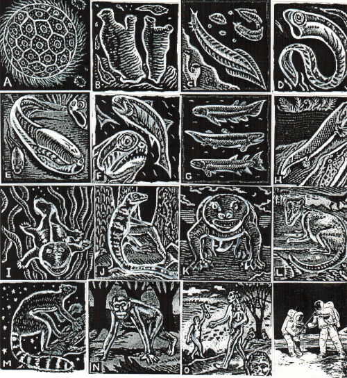 #24 (evolutionary voyage)