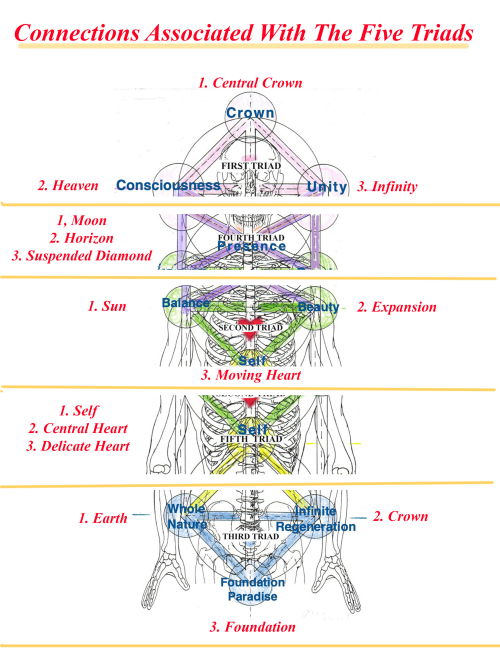Connectins Associated with Triads