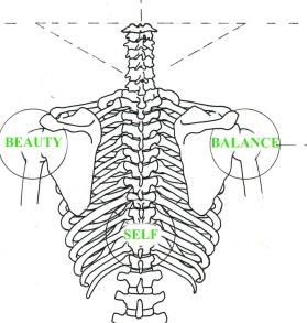 SHOULDER GIRDLE FROM BACK SHOULDER GIRDLE FROM BACK
