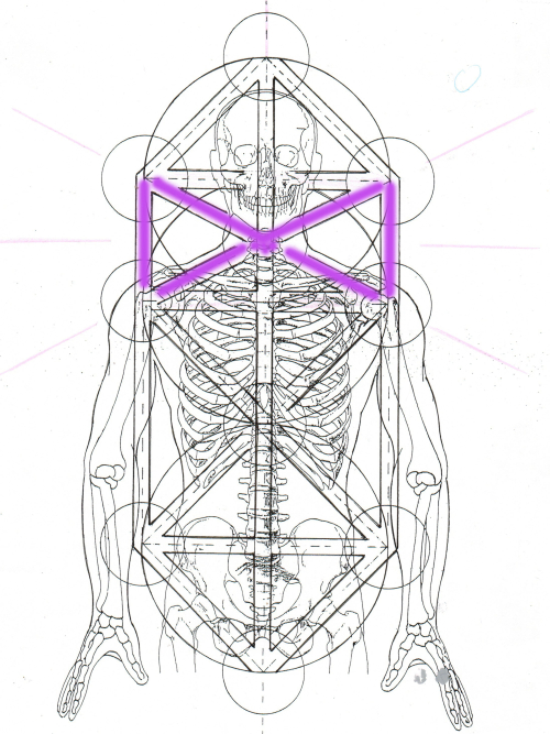#2 4-D - Matrix Skeleton  Presence
