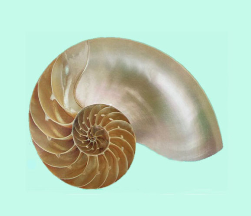 Nautilus.II jpg Nautilus.II jpg