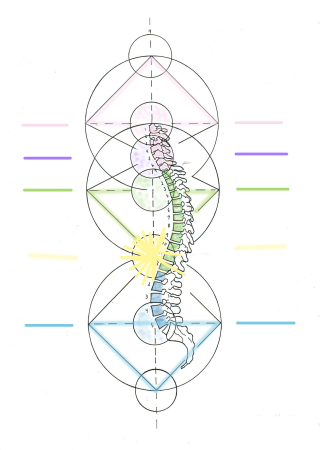 💞Side view of spine