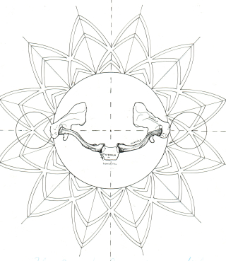 Shoulder girdle from top Shoulder girdle from top