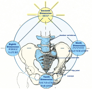PELVIC GIRDLE FROM FRONT PELVIC GIRDLE FROM FRONT