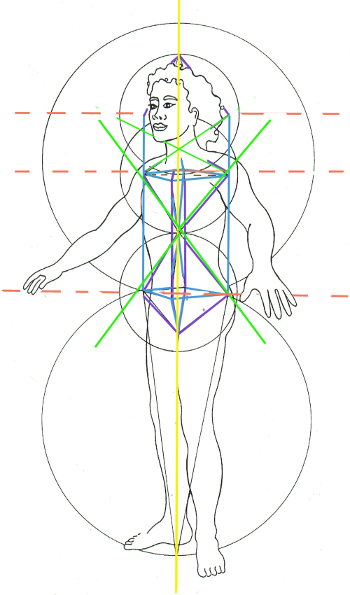 #11 4-D - Crown reversed with anatomical planes copy