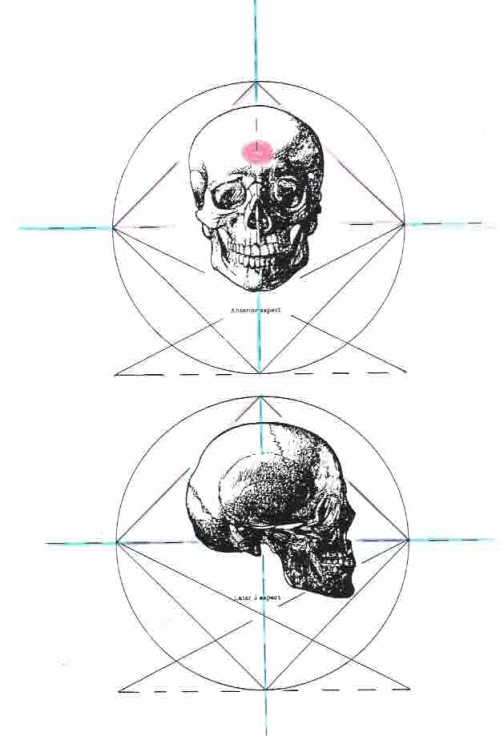 Scull front and side Scull front and side